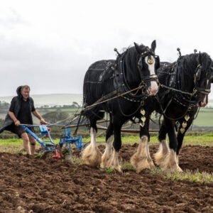 HIVE-20260928-001 — Horse power as 10 year old shire horses, George and Joe from Gentle Giants Shire Horses, complete in the ‘All Wales Ploughing and Hedging Championships 2026’ at Trecoed Farm, Letterston, Pembrokeshire.