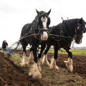 HIVE-20260928-002 — Horse power as 10 year old shire horses, George and Joe from Gentle Giants Shire Horses, complete in the ‘All Wales Ploughing and Hedging Championships 2026’ at Trecoed Farm, Letterston, Pembrokeshire.